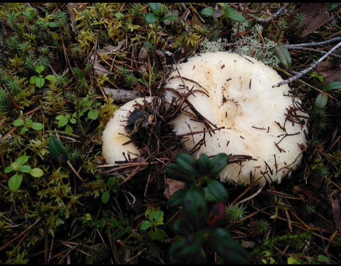 ������ ������ �� ���. ����� �� ��������. �� �� �����, ����� �������� � ������� ����� � ������ ����������.