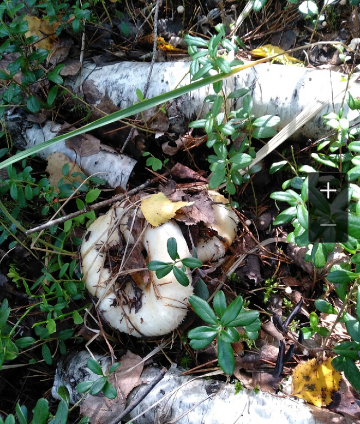 ���� ����. � ������� )