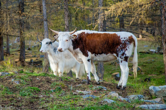 Как живет бурятское село Хужир, за которым ничего нет, только горы Деревня, Путешествие по России, Путешествия, Бурятия, Горы, Село, Фотография, Длиннопост, Пейзаж