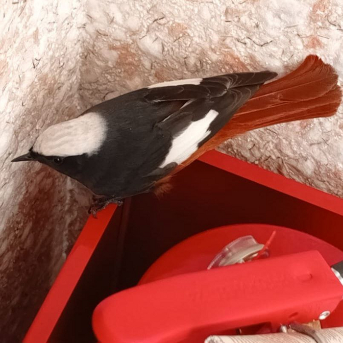 Красивая птица