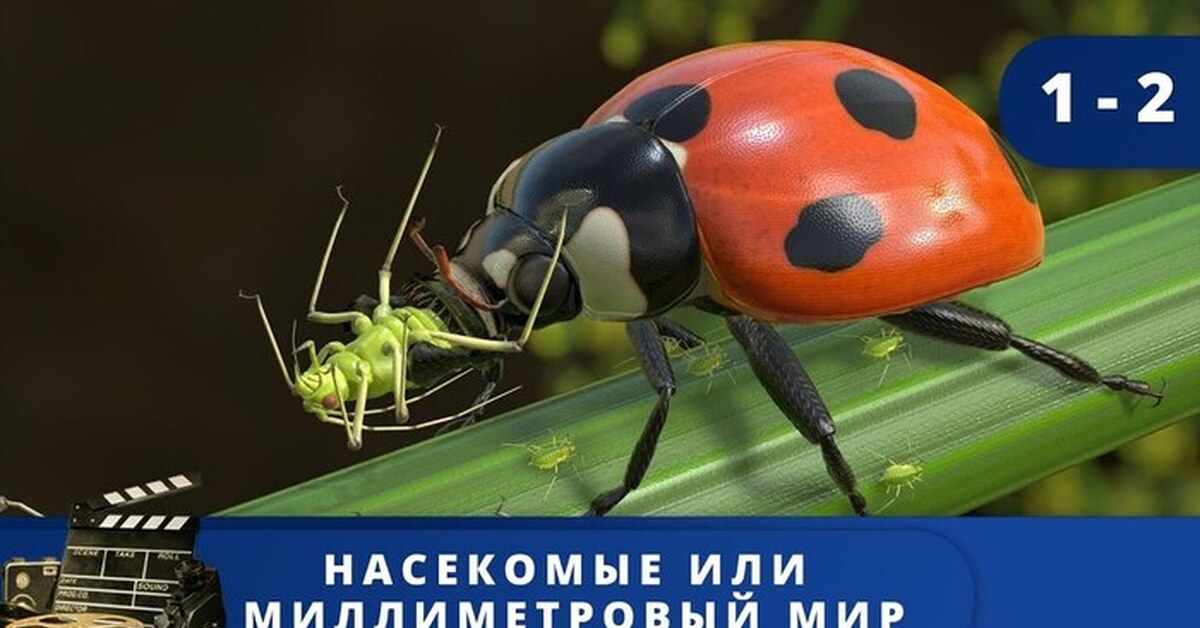 Интеллект насекомых. Академия насекомых. Интеллект насекомых. Хоботок комара под микроскопом. Коллективный разум у насекомых.