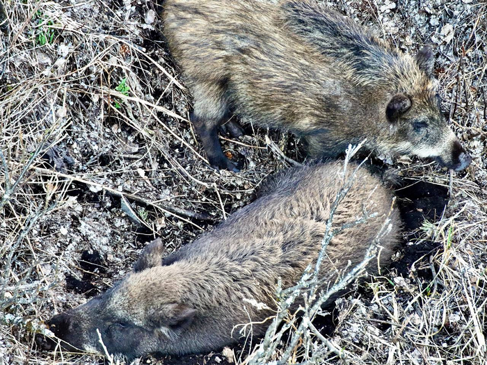  ,     ,   ""      -    ,   ,    