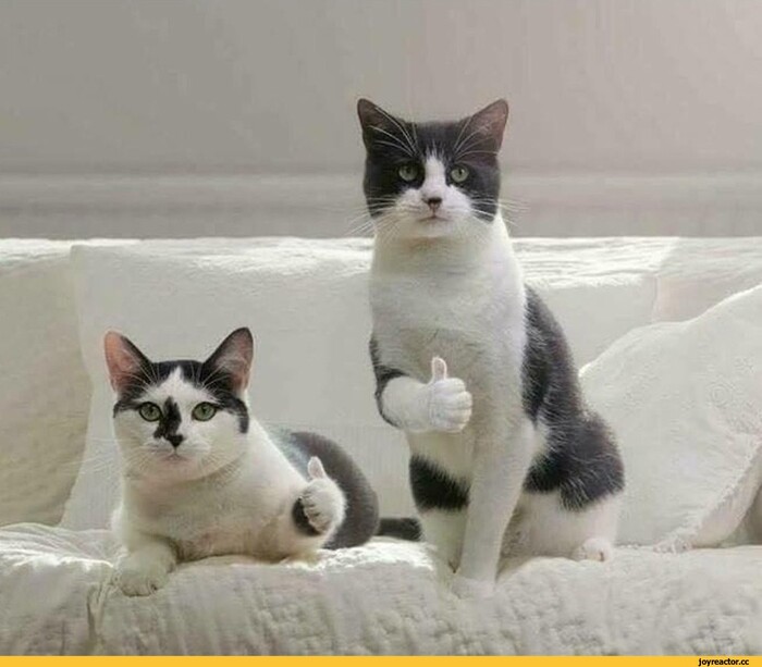 �� �� �����������, �� ���������������