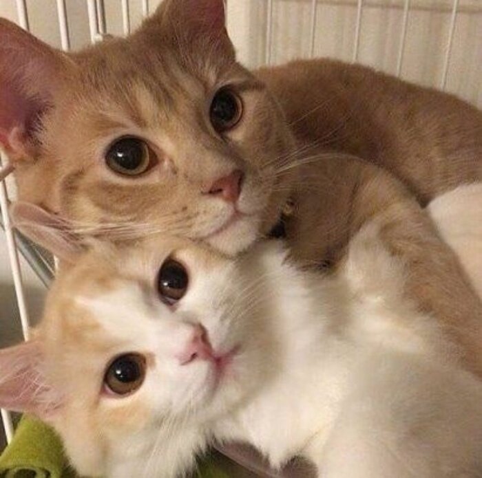 �� �� �����������, �� ���������������