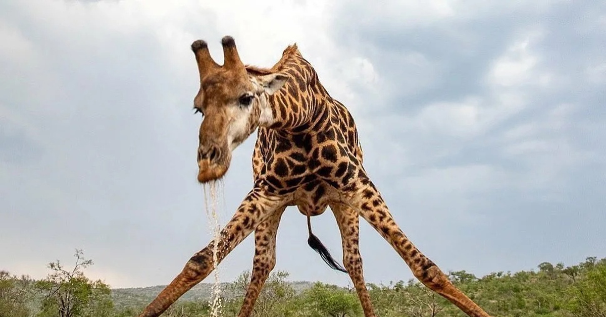 Thirsty Giraffe