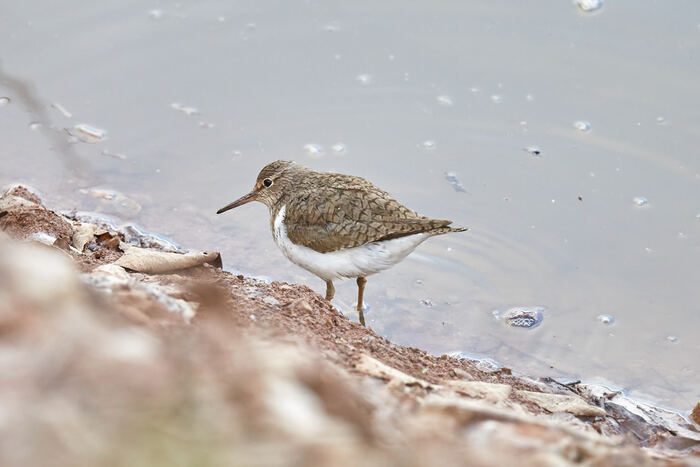 ���������� - Actitis hypoleucos, �. ���, ���� ���