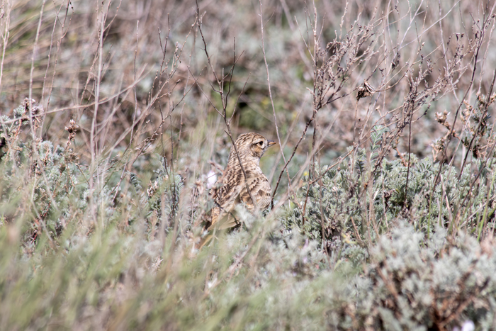   Canon EOS 90D,  Canon EF 70-300mm, f/9, 300 , 1/100, ISO 500.  : 13.04.2024 .