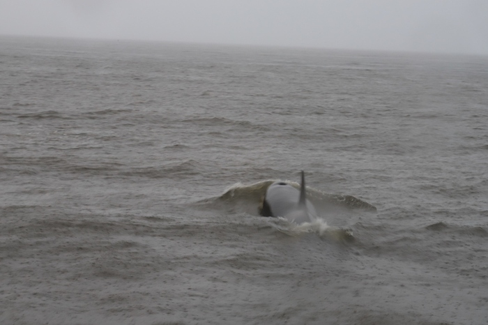 К лодке даже подходила любопытная косатка