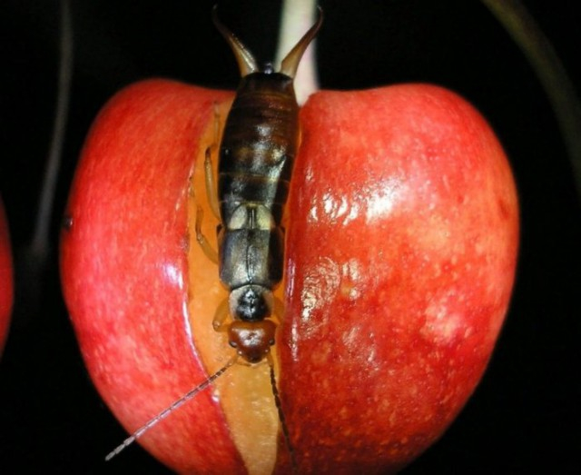 Мне вкусно, а хозяину огорода – грустно.