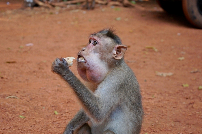 Не переживайте за обезьянку. Это не опухоль и не паразиты. Просто она хорошо покушала!