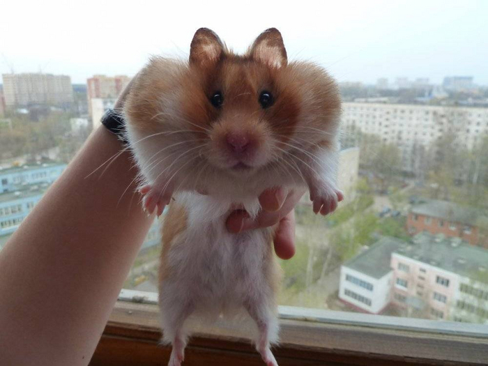 — Жорик, куда пропали все роллы, которые мы купили на двоих? — Какие роллы?