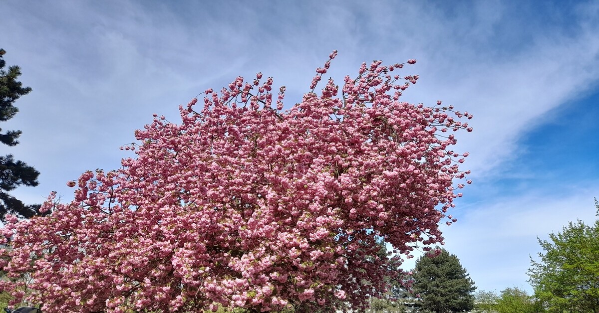 Cакура в цвету | Пикабу