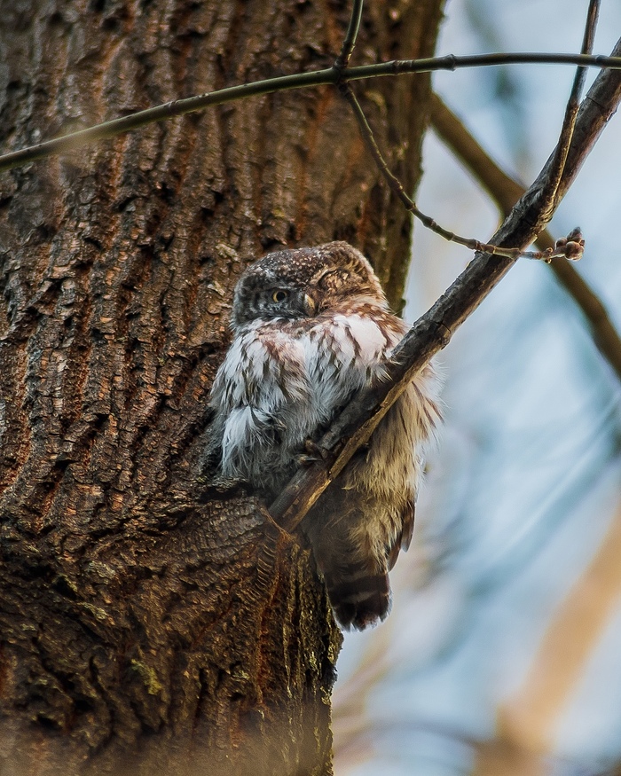 Canon 6D, Tamron 70-300, 