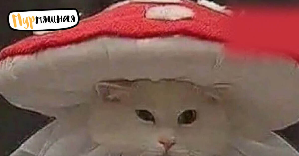Шляпа мухомора