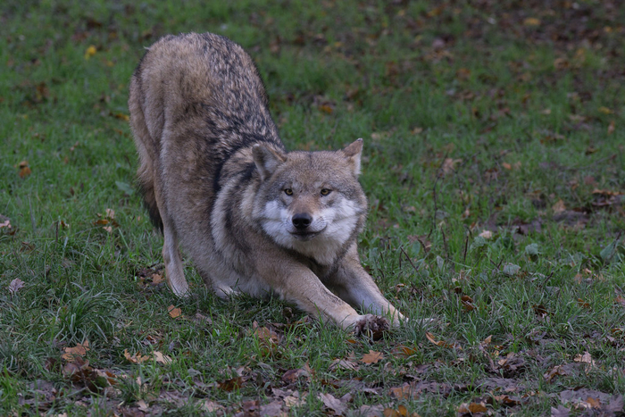 ���� ������ �������. � ��� ����� ������ � ������� ���������!