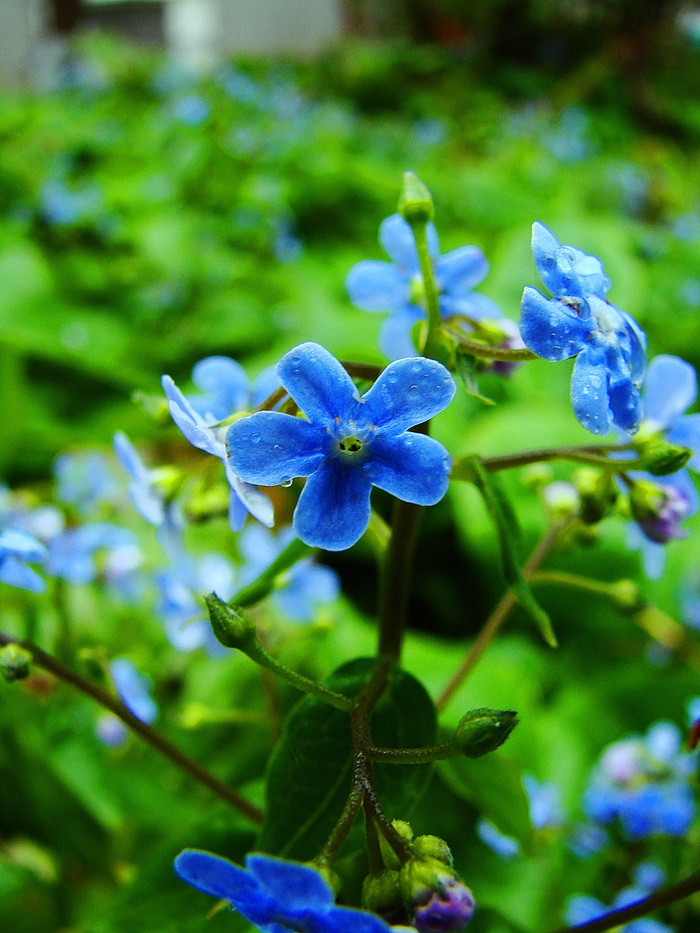 Бруннера - родственница незабудки...