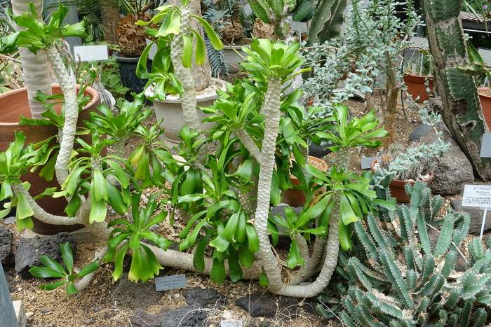 ������� ��������