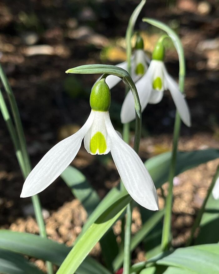 Galanthus nivalis.