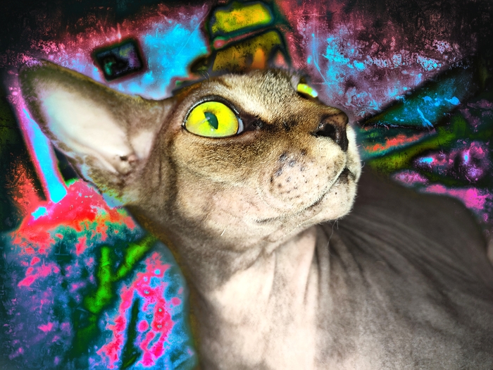 кошка-упорошка )