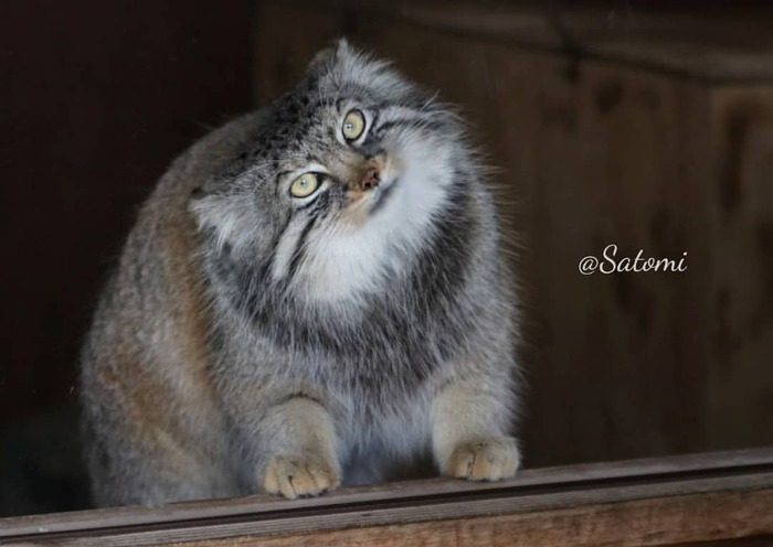 ���� �����