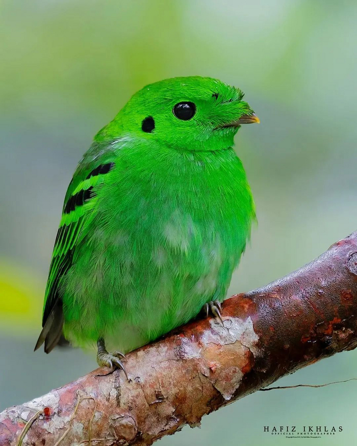 Зелёная калиптомена Фотография, Из сети, Воробьинообразные, Птицы, Дикая природа, Орнитология