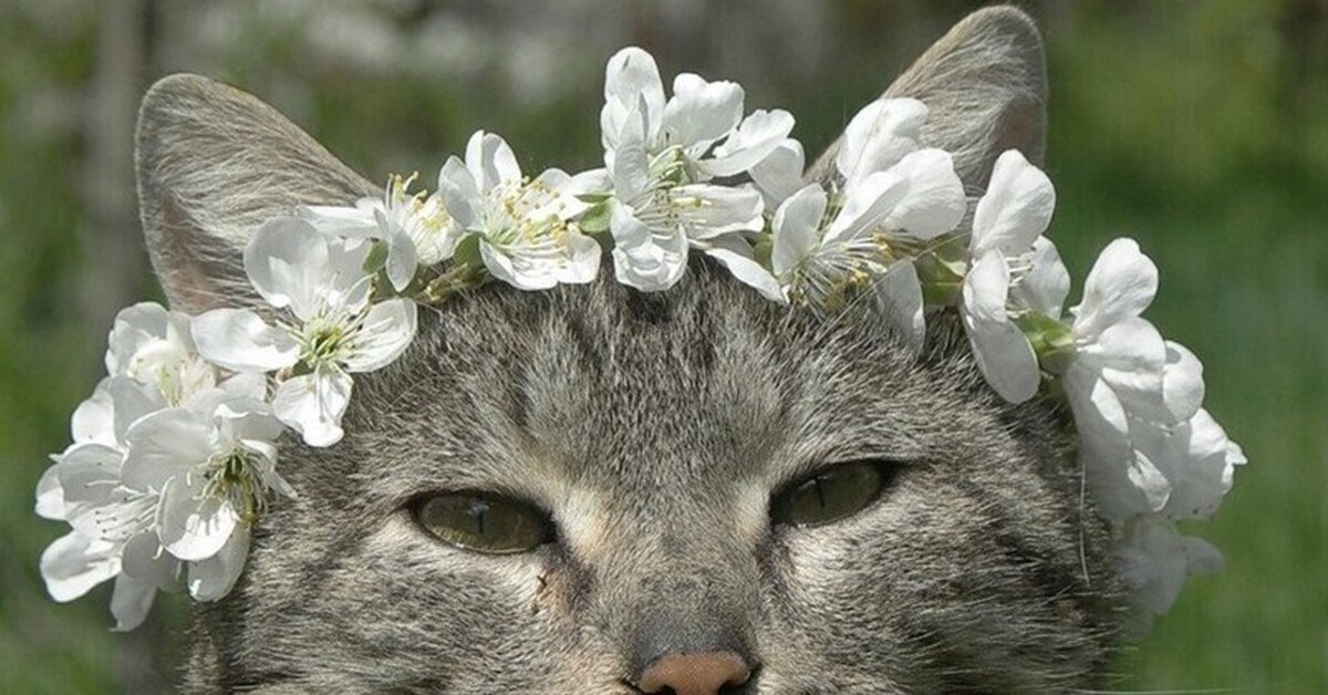 Коты весна картинки