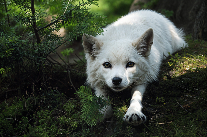 ����� ����)