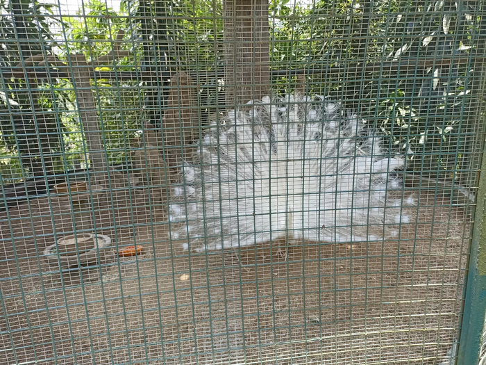 ��� ��� ����� ����