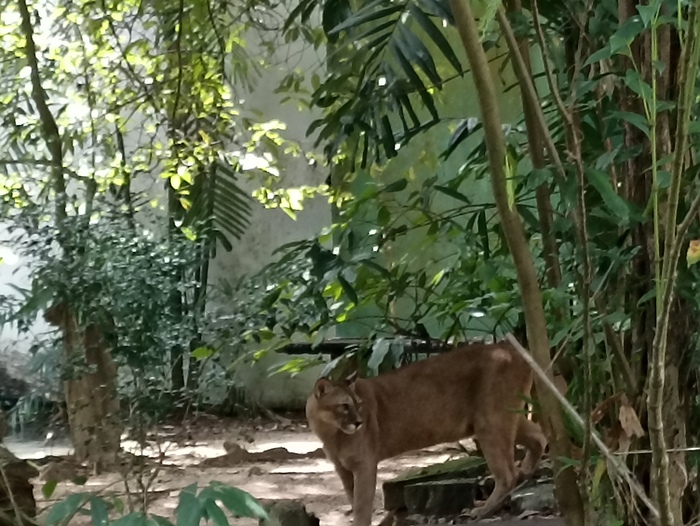 ������� ����