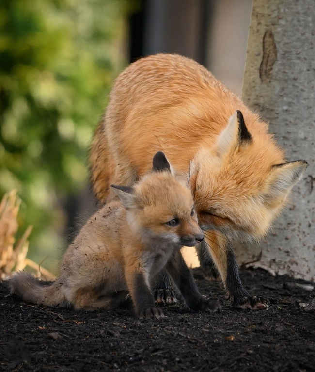 ��������� ��� 