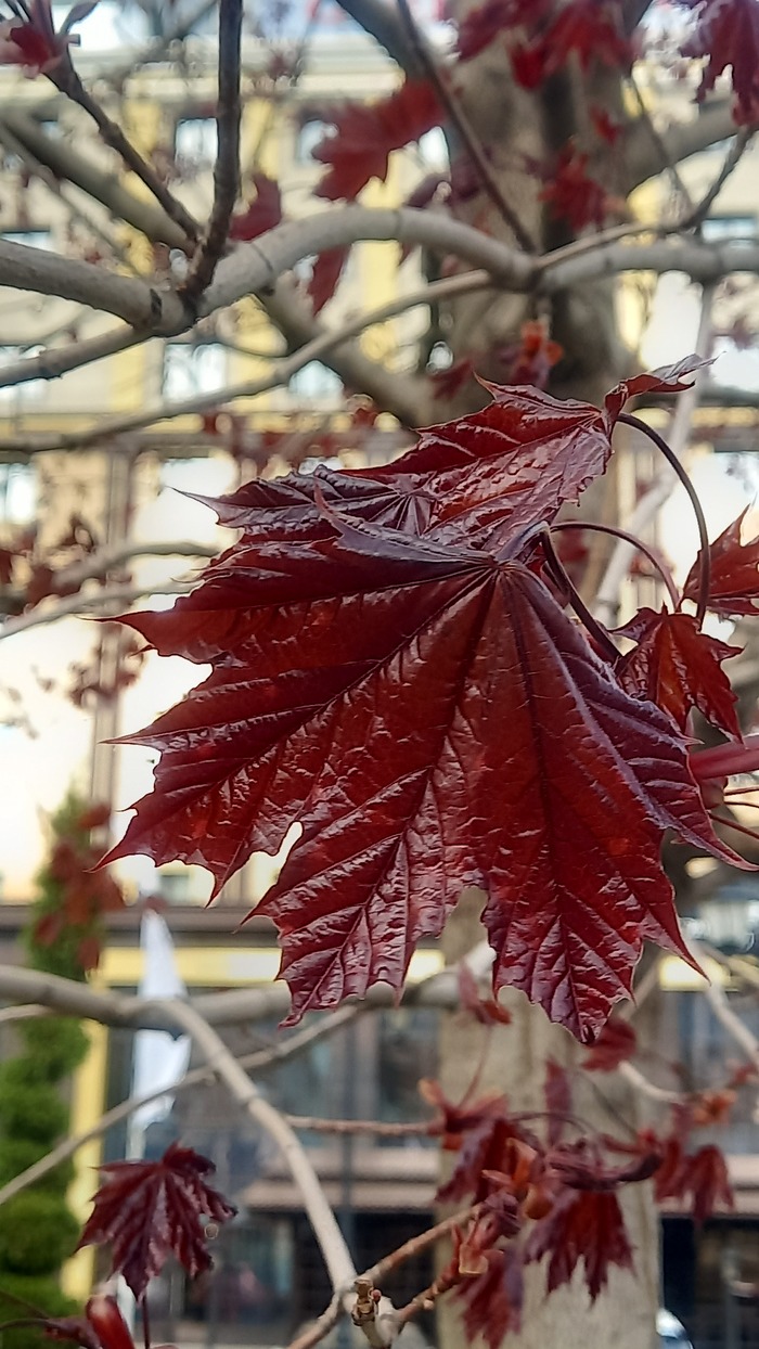 Ответ на пост «Воронежские будни» Мобильная фотография, Город, Парк, Воронеж, Весна, Длиннопост