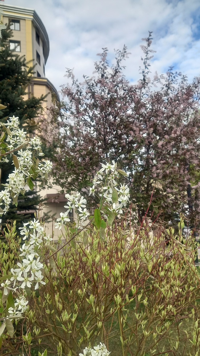 Ответ на пост «Воронежские будни» Мобильная фотография, Город, Парк, Воронеж, Весна, Длиннопост