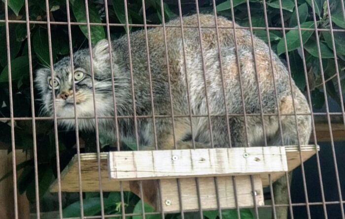 Эль. Зоопарк Хигашияма