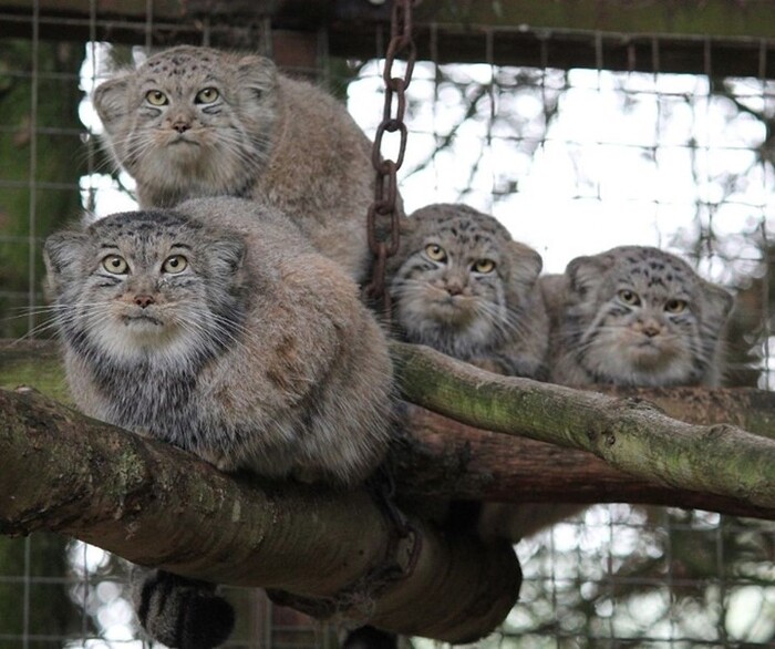 Уже подросшая четвёрка братьев