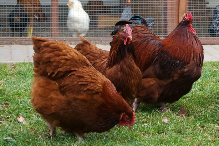 Вот они — настоящие сильные и независимые цыпочки!