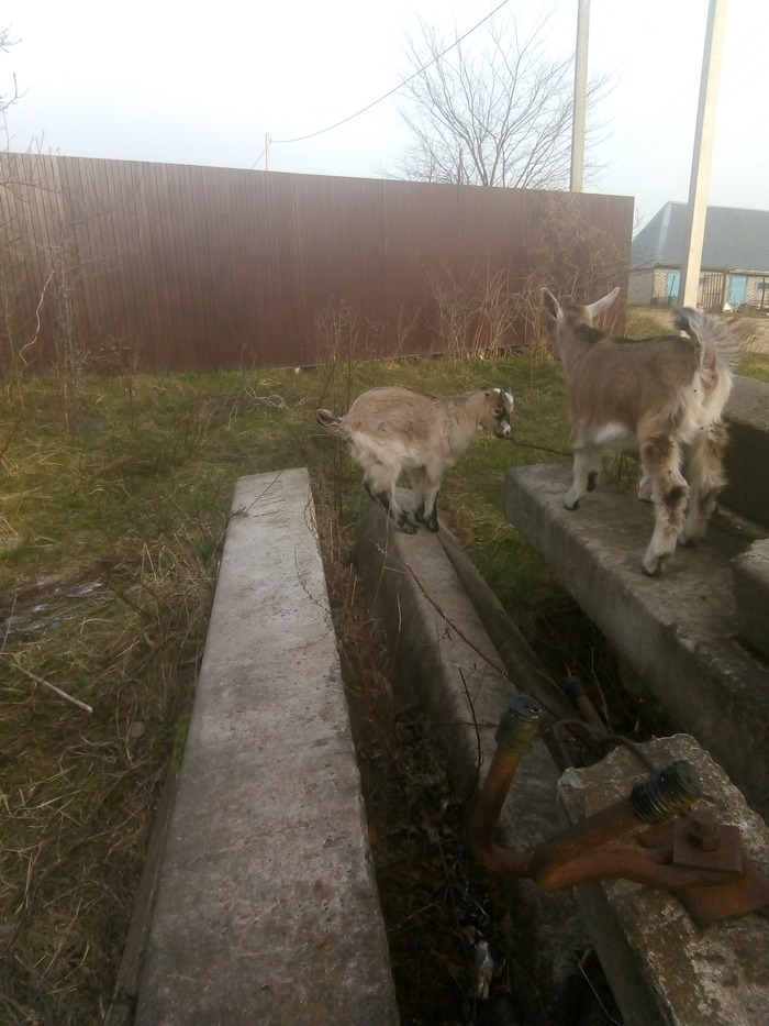 Вот такой культяпка застрял. Он всё время застревает где-нибудь. То утром у мамки в кормушке сидит. Ну и ладно. Неувязки тоже люди.