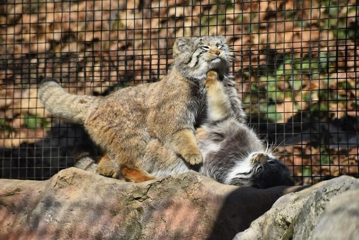 ���� � ����