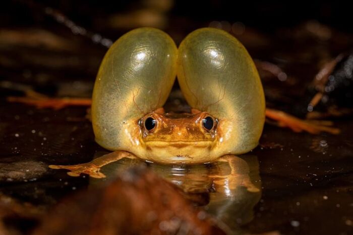 Trachycephalus coriaceus.