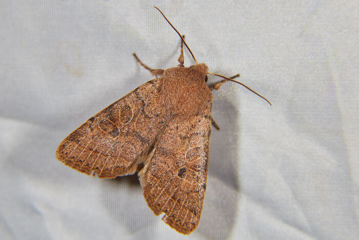 Orthosia cerasi ( )