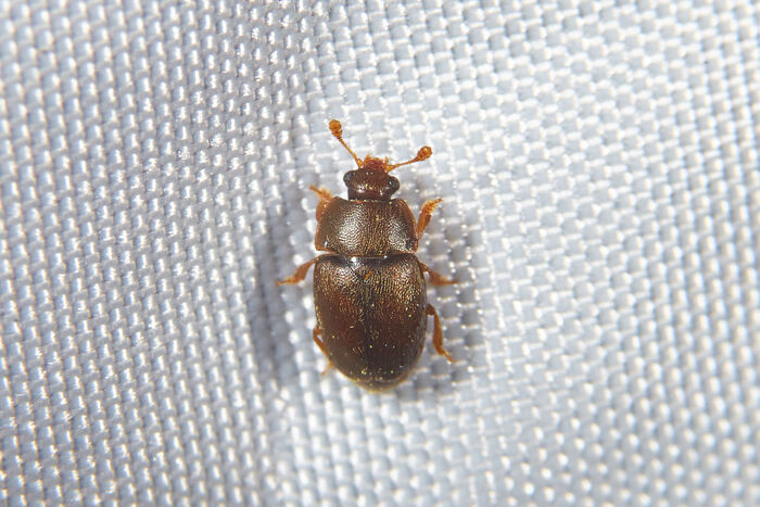 Epuraea melanocephala