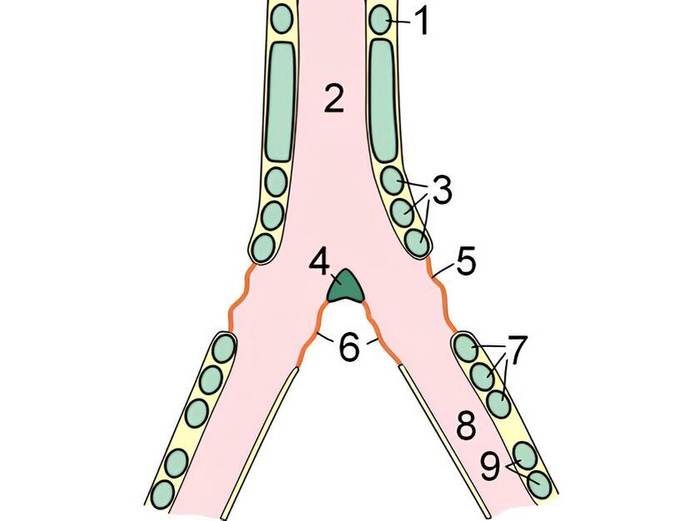 Под цифрами 1, 3, 7, 9 — кольцевые хрящи, 2 — полость трахеи, 8 — полость бронха, 4 — козелок, 5 — боковая тимпанальная мембрана, 6 — средняя тимпанальная мембрана.