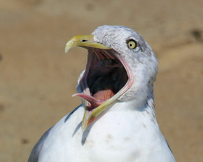 Не всегда сиринкс нужен, чтобы выдавать красивые мелодии. Иногда им просто орут.
