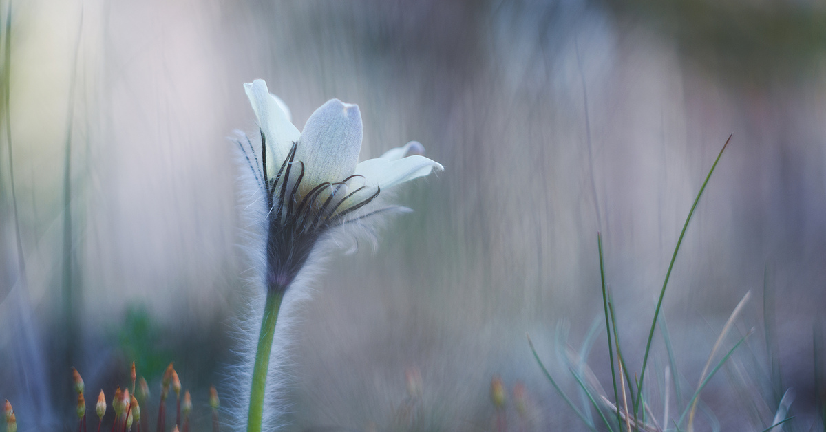 Гулливер в стране лилипутов | Пикабу