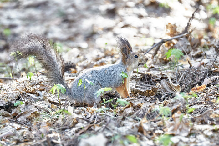   (Sciurus vulgaris)   ,    