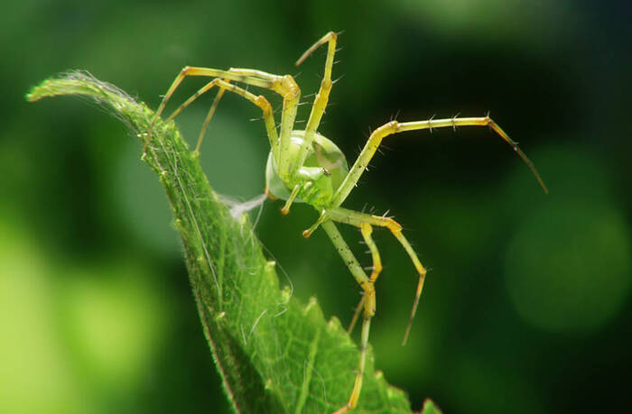 Lynx Spider by Damien Monteillard