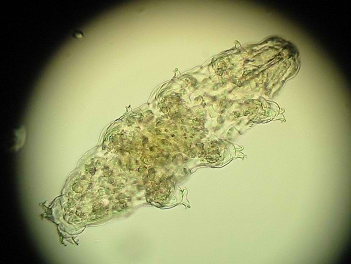 Если смотреть на тихоходку через обычный микроскоп, то она будет выглядеть так. Её экзоскелет настолько тоненький, что даже свет не останавливает!