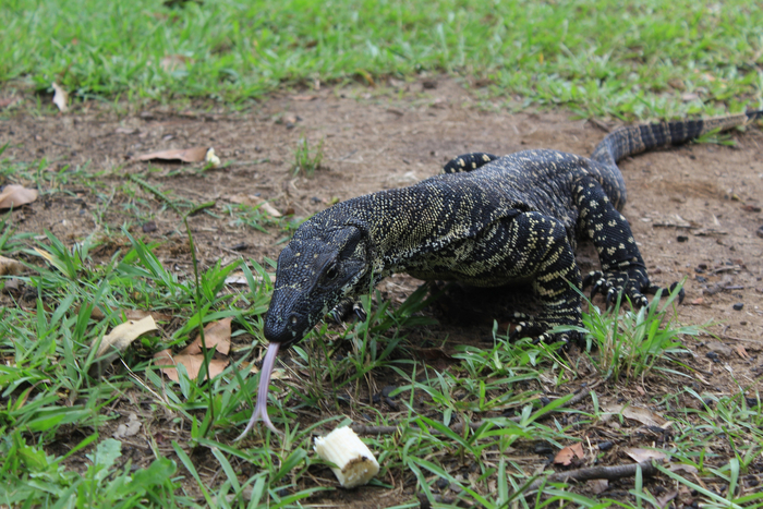 Пестрый варан