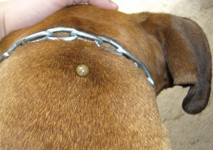 Такой прыщик давить не надо. Его надо дергать!