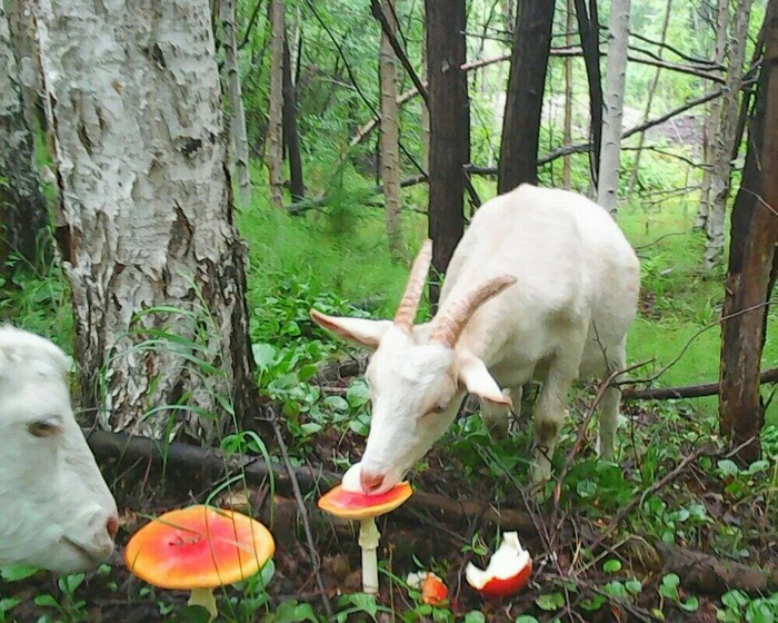 Молочко-то с сюрпризом будет!