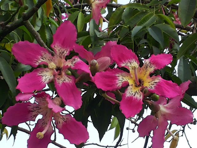 В своих альбомах фото не нашел. Пришлось стырить. За что извиняюсь.